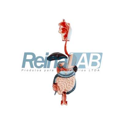 Modelo do Sistema Digestivo Desmontável em 3 Partes - Tam. Natural