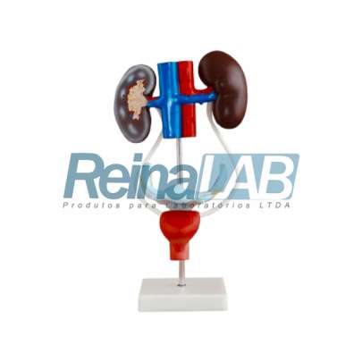 Modelo do Sistema Urogenital Feminino